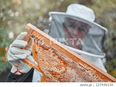 Bee farm, woman and honeycomb harvest with a farmer or garden worker in a safety suit. Sustainability, ecology and agriculture work of a employee with bees in nature working on beekeeping honey 127436130