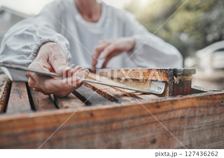Beekeeping, box and beekeeper working on honey production for sustainable agriculture in nature. Frame, sustainability and hand of a person in the process of farming for honeycomb food in a backyard Beekeeping, box and beekeeper working on honey production for sustainable agriculture in nature. Frame, sustainability and hand of a person in the process of farming for honeycomb food in a backyard 127436262