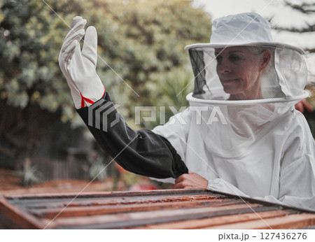 Farm, agriculture and honey with a woman beekeeper working outdoor in the countryside for sustainability. Beehive, beekeeping and product with a female farmer at work outside in natural produce Farm, agriculture and honey with a woman beekeeper working outdoor in the countryside for sustainability. Beehive, beekeeping and product with a female farmer at work outside in natural produce 127436276