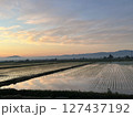 早朝の田んぼ 127437192