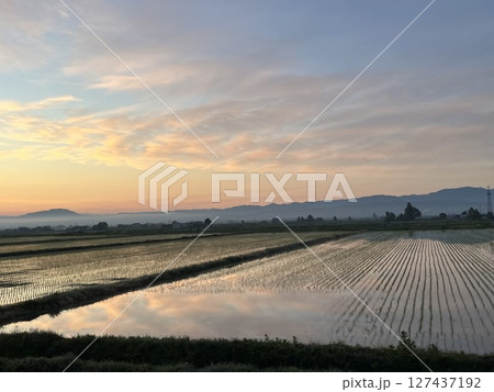早朝の田んぼ 127437192