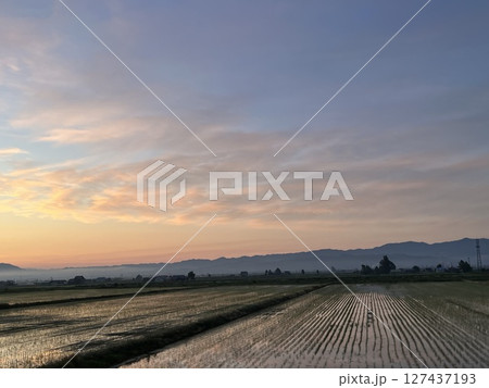 早朝の田んぼ 127437193