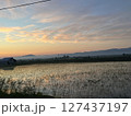 早朝の田んぼ 127437197