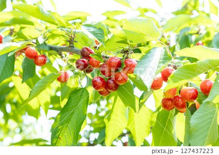 収穫期のさくらんぼ 　‐紅秀峰‐ 127437223