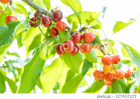 収穫期のさくらんぼ 　‐紅秀峰‐ 127437225