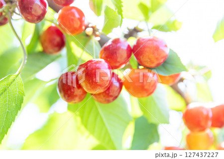 収穫期のさくらんぼ 　‐紅秀峰‐ 127437227