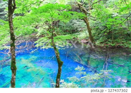 白神山地（沸壺の池） 127437302