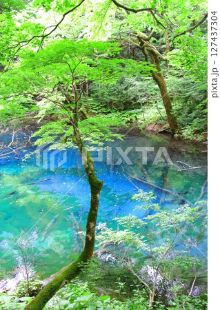 白神山地(沸壺の池) 白神山地(沸壺の池) 127437304