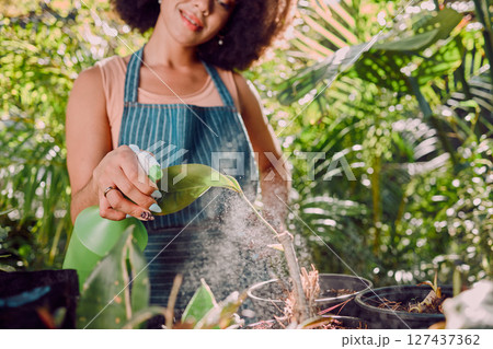 Botanist woman, spray water and plant in garden, backyard or nursery with care for seedling in sunshine. Black woman, bottle for horticulture, botany or plants for gardening in home, house or work 127437362