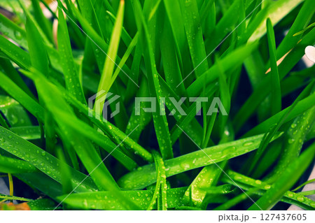 細長い葉の植物 127437605