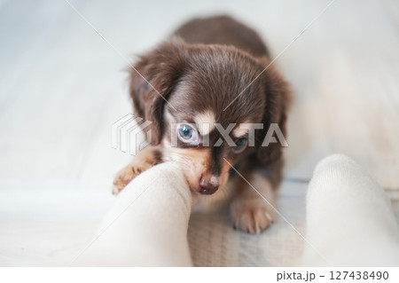 見つめるダックスの子犬 127438490