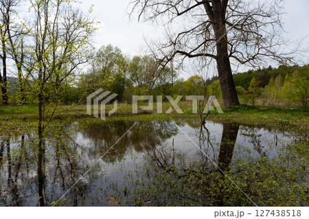 Serene landscape of Ternopil oblast featuring a calm water pond reflecting lush greenery and trees under a cloudy sky Serene landscape of Ternopil oblast featuring a calm water pond reflecting lush greenery and trees under a cloudy sky 127438518