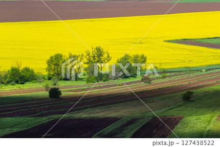 Vibrant yellow fields contrast with rich brown soil under bright sunlight in a rural landscape during springtime 127438522