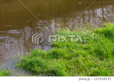 fresh green sprouts growth in a water, spring flood scene fresh green sprouts growth in a water, spring flood scene 127438535