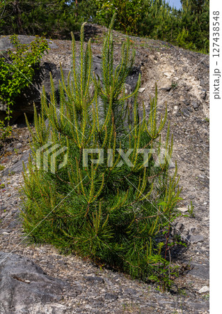 Small pine tree. small green spruce grows on a stone against the background of the forest. coniferous plants germinate in unfavorable conditions 127438548