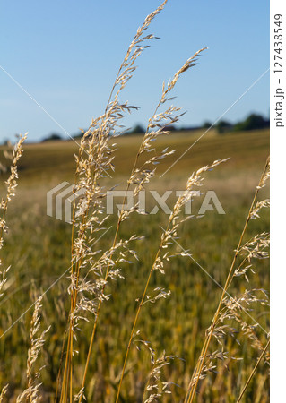 Poa trivialis rough bluegrass, rough-stalked meadow-grass or rough meadow-grass, is perennial plant regarded in US as ornamental plant. It is part of grass family 127438549
