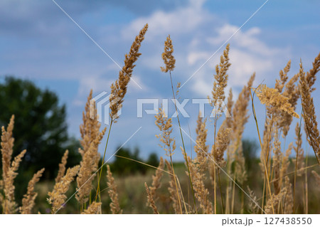 Inflorescence of wood small-reed Calamagrostis epigejos on a meadow Inflorescence of wood small-reed Calamagrostis epigejos on a meadow 127438550