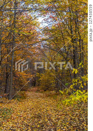 Golden autumn path through a colorful forest in mid-fall inviting peaceful walks among fallen leaves Golden autumn path through a colorful forest in mid-fall inviting peaceful walks among fallen leaves 127438559