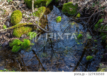 Serene forest pond reflecting trees and mossy stones during spring in a tranquil natural setting 127438569