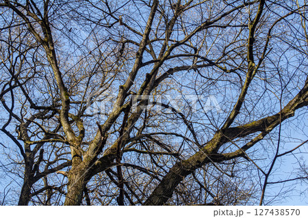 Branches of a tree against a clear blue sky during winter showcasing intricate patterns of nature Branches of a tree against a clear blue sky during winter showcasing intricate patterns of nature 127438570