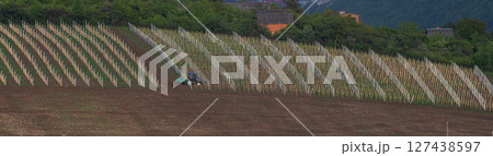 Vineyard harvesting with tractor in a lush hillside landscape during early morning light in rural countryside 127438597