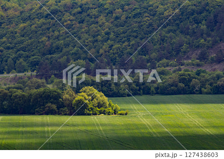Lush green valley surrounded by dense forest under a clear sky during daylight hours in a tranquil outdoor setting 127438603