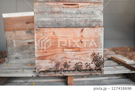 Bees, honey production and bee farm insects for sustainability, agriculture and ecology produce. Healthy food process of farming bugs ready for eco friendly and organic harvest for farmer industry 127438696