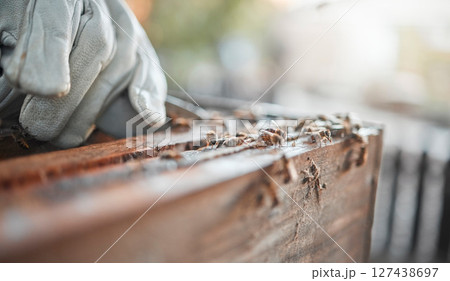 Closeup, wood and carpenter hand for design, carving or diy in furniture, art or production. Woodwork zoom, carpentry and professional craftsman with tools, focus and workshop for renovation industry 127438697