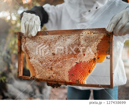 Honey, bees and beekeeper hands with honeycomb on production farm. Farming, food nutrition industry and natural sustainability harvest or farmer, beekeeping and raw organic wax ecology process Honey, bees and beekeeper hands with honeycomb on production farm. Farming, food nutrition industry and natural sustainability harvest or farmer, beekeeping and raw organic wax ecology process 127438699