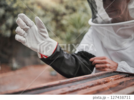 Gloves, beekeeper and woman on a bee farm working with bees to produce honey in a beekeeping suit in nature. Farmer, sustainable and lady manufacturing honeycomb with insects in wood on a field. 127438711
