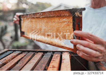Honeycomb, beekeeping and bee farming, honey with natural product closeup with woman beekeeper for small business or hobby. Organic, raw and bee farm with harvest hive maintenance and farmer. Honeycomb, beekeeping and bee farming, honey with natural product closeup with woman beekeeper for small business or hobby. Organic, raw and bee farm with harvest hive maintenance and farmer. 127438714