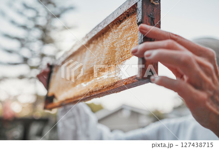 Hands, honeycomb and farm with a woman beekeeper working in the countryside on honey production. Food, frame and agriculture with a female farmer at work with honey for sustainability outdoor 127438715