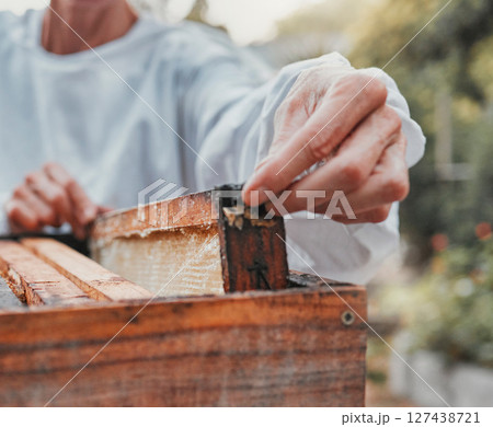 Beekeeping, production and beekeeper working with honey for sustainable agriculture farming in nature. Sustainability, eco friendly and hands of farmer in process of extracting sweet food from a box Beekeeping, production and beekeeper working with honey for sustainable agriculture farming in nature. Sustainability, eco friendly and hands of farmer in process of extracting sweet food from a box 127438721