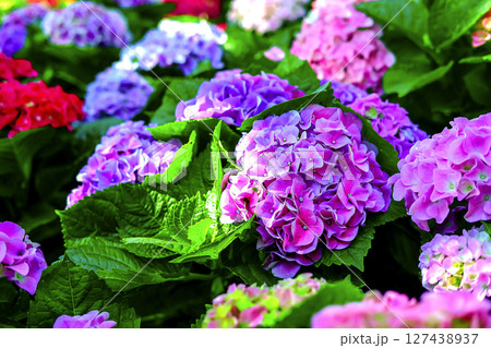 Hydrangea. The beautiful purplish-blue flowers on flowers field background, in the morning garden. 127438937