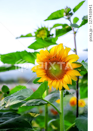 Sunflower. Close-up view, the beautiful yellow flower at the garden. Sunflower. Close-up view, the beautiful yellow flower at the garden. 127438941