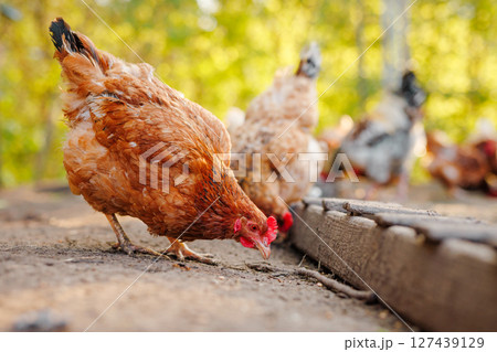 Brown hen eating from rustic feeder in countryside farmyard with warm natural light and blurred flock in background. 127439129