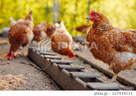 Group of hens eating from rustic wooden feeder in warm sunset light on traditional backyard farm. 127439131