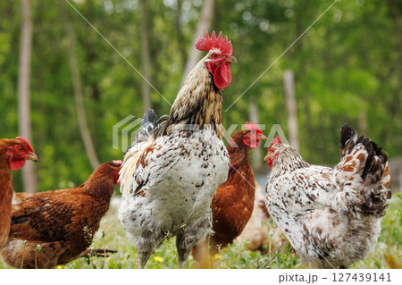 Rooster and hens roam freely in a green rural pasture, illustrating natural, organic poultry farming. 127439141