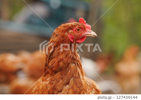 Sharp close-up of a brown domestic hen looking sideways on a rural farm background with natural soft lighting. 127439144