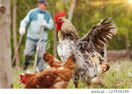 Vibrant rooster stretches wings near hens on a sunny farm while a farmer works in the background. Vibrant rooster stretches wings near hens on a sunny farm while a farmer works in the background. 127439149