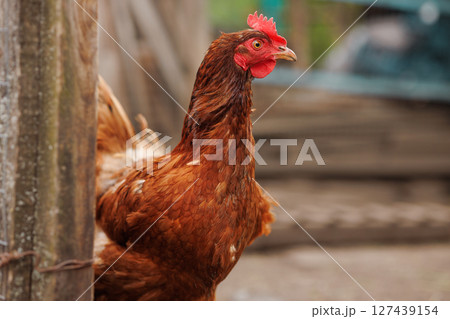Detailed side view of a brown hen with red comb near rustic fence in a countryside backyard poultry environment. 127439154