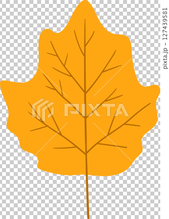 A vibrant golden leaf with intricate veins, isolated against a dark background. 127439581