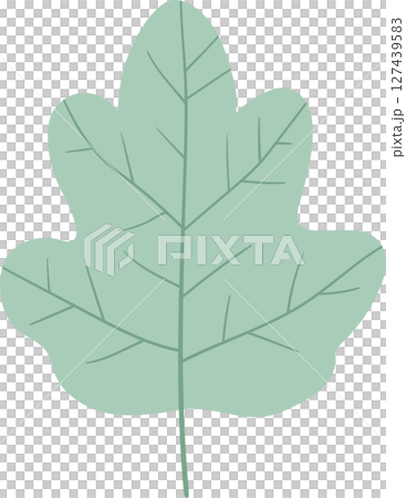 Green Leaf Illustration with Veins and Lobes on Black Background Green Leaf Illustration with Veins and Lobes on Black Background 127439583