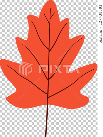 Vibrant orange oak leaf with detailed veins on a black background. 127439593