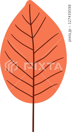Autumn Leaf: A single orange leaf with intricate brown veins on black. 127439598
