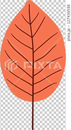 Autumn Leaf: A single orange leaf with intricate brown veins on black. 127439598
