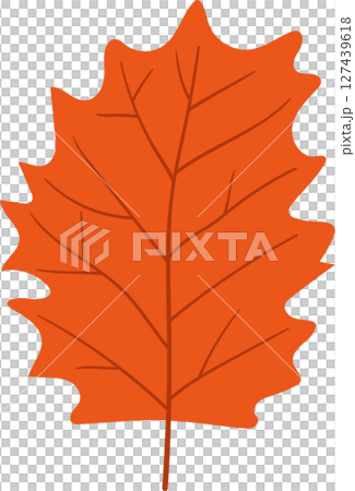 Isolated orange maple leaf with detailed vein structure on a black background. Isolated orange maple leaf with detailed vein structure on a black background. 127439618