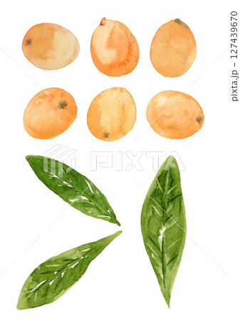 びわの実と葉っぱの手描き水彩イラスト 127439670