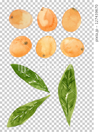 びわの実と葉っぱの手描き水彩イラスト 127439670