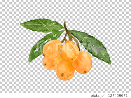 びわの実と葉っぱがついた枝の手描き水彩イラスト 127439671